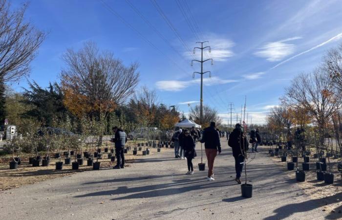 Metropolis of Lyon: trees offered free of charge to residents