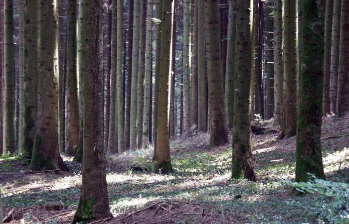 what if you bought a Jura forest… at auction? An unprecedented sale