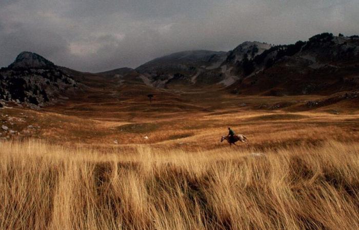 Immerse yourself in the exciting world of horse breeding in the heart of the Vercors