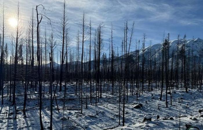 Jasper’s burned forest rises from its ashes