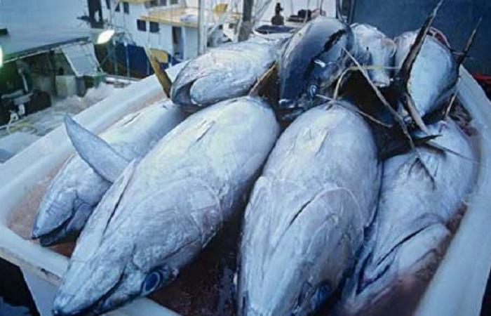 Morocco increases its quota of North Atlantic swordfish and bigeye tuna and maintains its quota of bluefin tuna