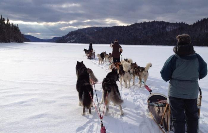 Ottawa apologizes to Nunavik Inuit for “massive” slaughter of sled dogs