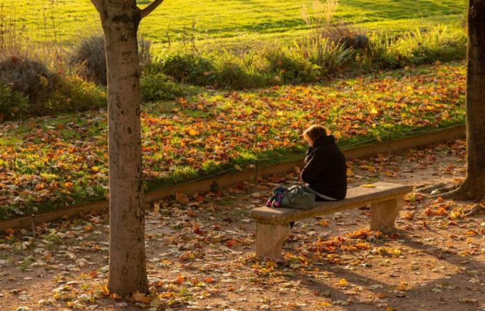 But where do all the poor little dead leaves collected in Paris end up?