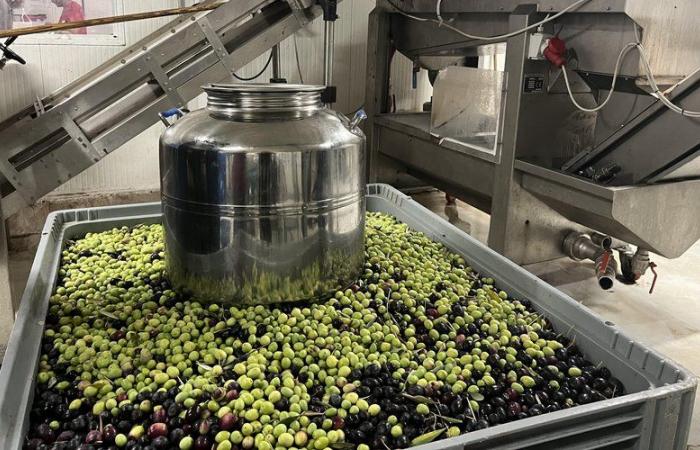 Mediterranean episodes, return of the olive fly… for the olive growers of Rhone Gard, “the year is not going to be rich in harvest”