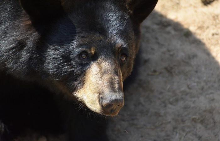 Belgium. Terrible incident in the huge Pairi Daiza park with the death of a bear: what happened