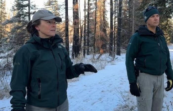 Jasper’s burned forest rises from its ashes