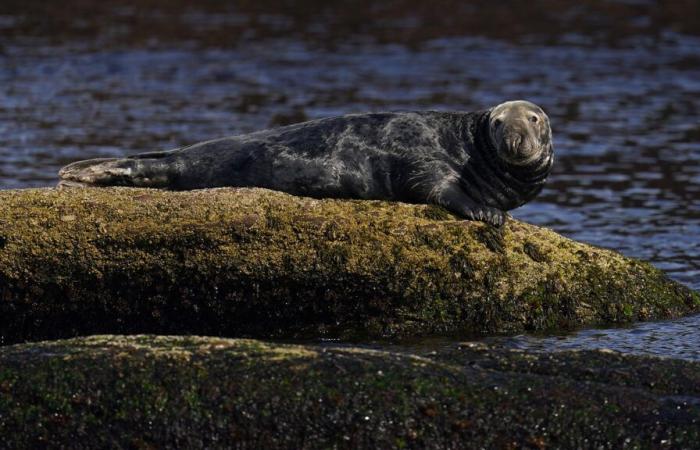 Avian flu: an investigation sheds light on the death of infected seals in Quebec