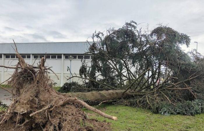 Storm Caetano. The impressive fall of a tree in a commune in Deux-Sèvres