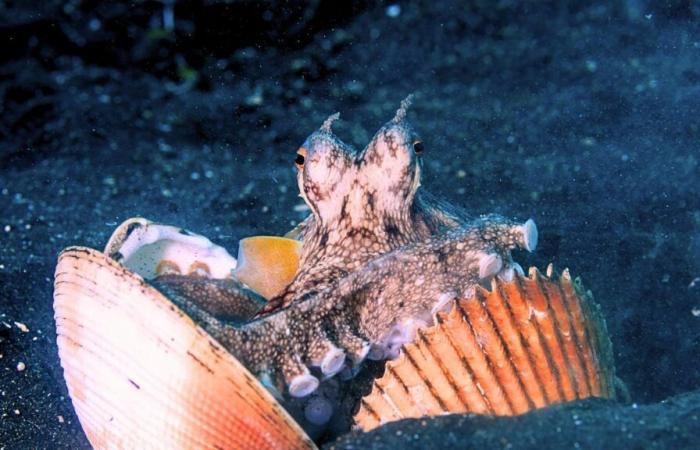 Octopus filmed using rocks as projectiles