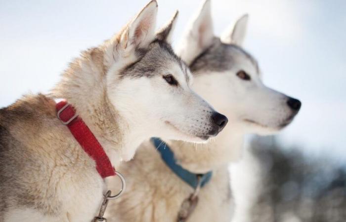 Canada apologizes to indigenous people for 'massive' slaughter of sled dogs