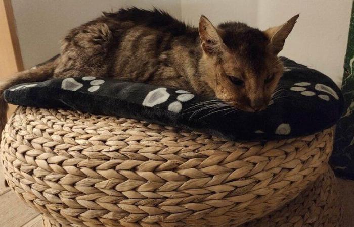 “It’s the miracle of Christmas before Christmas”: after having disappeared for 13 years, the cat Grizzly miraculously finds his owners