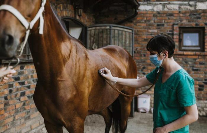 A new epidemic worries the equestrian community in France