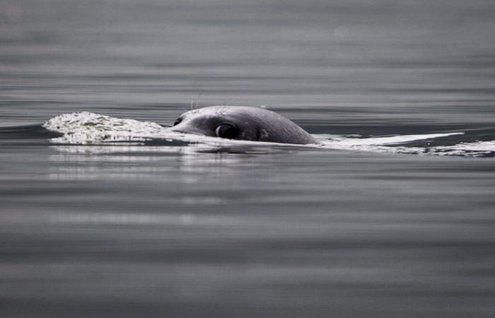 Avian flu: an investigation provides information on the death of infected seals in Quebec