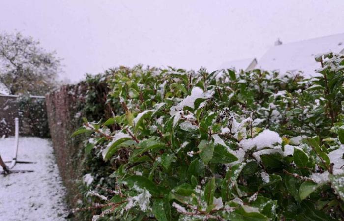 How to protect your hedges from frost in Calvados? Good advice from Bertrand the Gardener