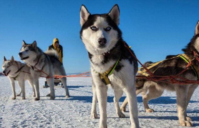 Canada’s Apology: Sled Dog Tragedy