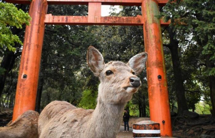 but what is happening to Nara's famous deer?