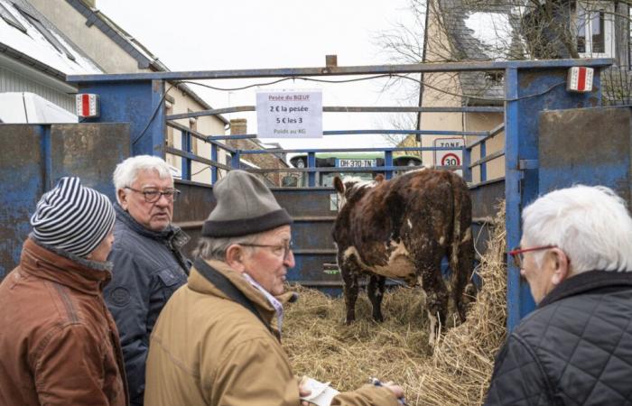 weighing the beef to win the jackpot