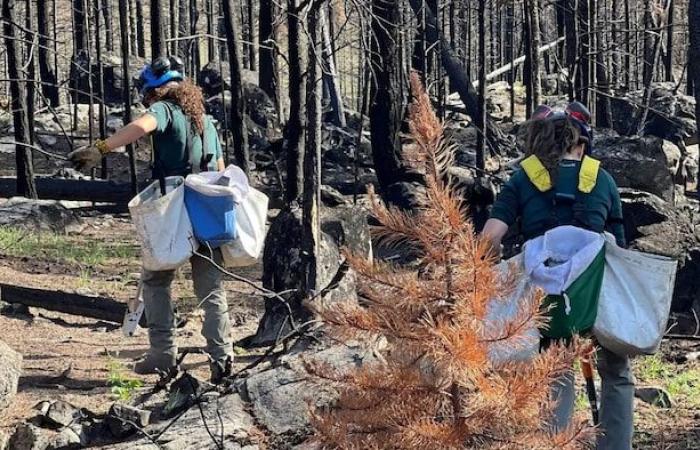 Jasper’s burned forest rises from its ashes