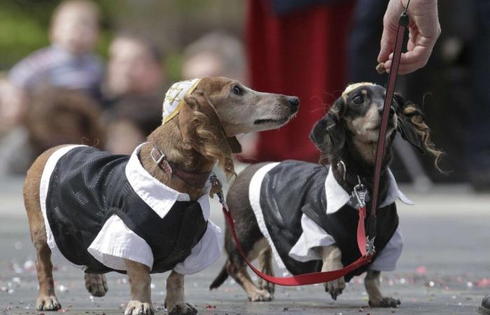 why is the dachshund back in fashion?