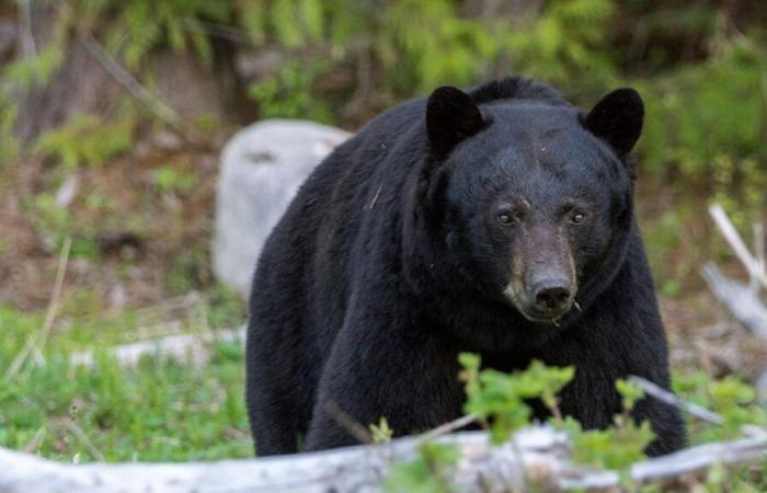 “Multiple detonations in Pairi Daiza”, a bear loses its life: what happened at the animal park?