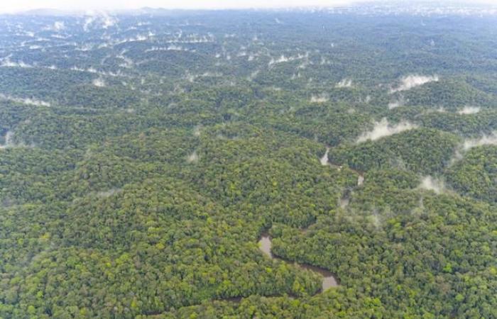 In the Amazon, indigenous peoples fight to defend and protect the forest – rts.ch