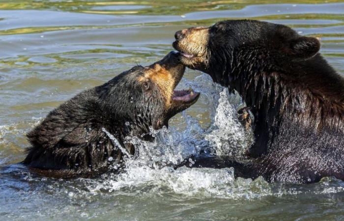 A black bear dies after a fight with another bear at Pairi Daiza park in Belgium