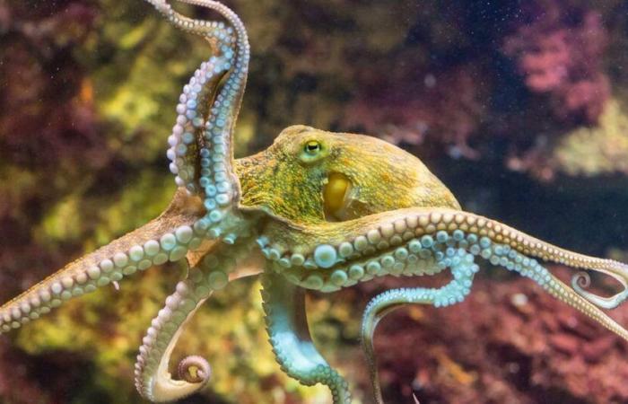 Octopuses, future masters of the world?