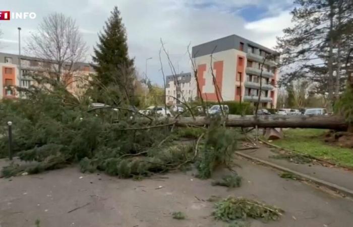 Storm Bert: fallen trees, blown roofs… images of the damage near Lyon