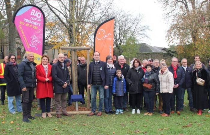 A “symbol of life” tree planted in Évron to pay tribute to organ donors