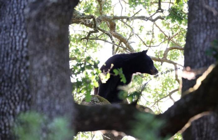 Bear at Pairi Daiza Zoo dies after fighting with another bear in its enclosure