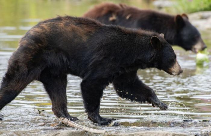 A bear dies in Pairi Daiza following a fight, an area of ​​the Belgian park closed to visitors