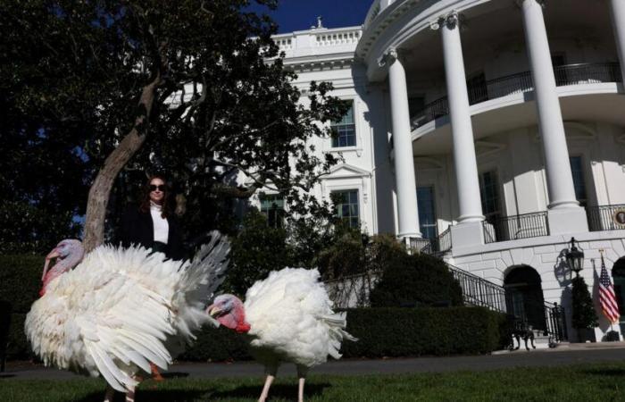 for the last time in his mandate, Joe Biden pardons two turkeys before Thanksgiving