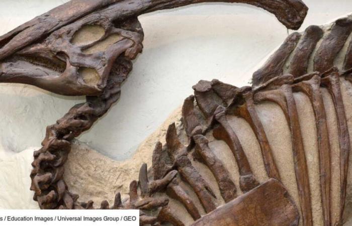 The cries of a “duck-billed dinosaur” recreated thanks to a unique modeling of its crest