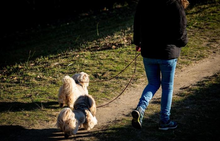 “Saying goodbye to your pet means leaving a little of yourself”