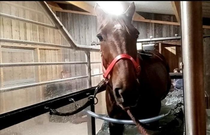 Ibiscus Man in balneotherapy before the Grand National du Trot