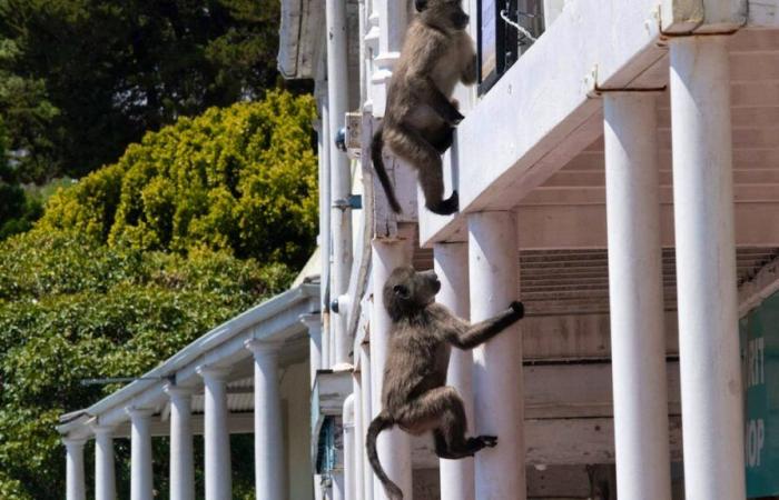 South Africa: mischievous baboons invade Cape Town