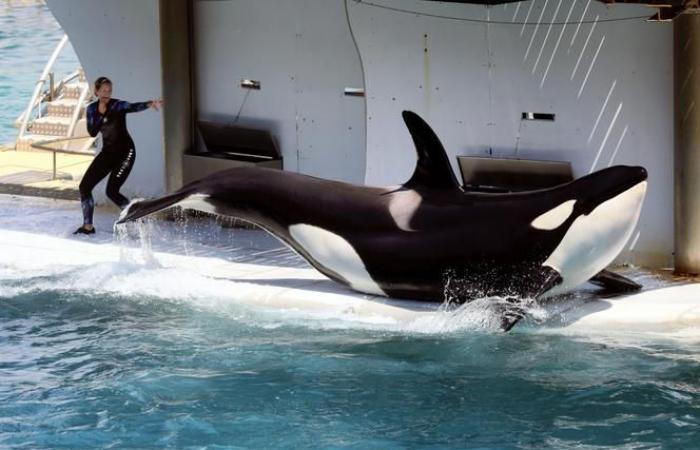 The orcas held at the Marineland park in Antibes have been the subject of a request for transfer to Japan