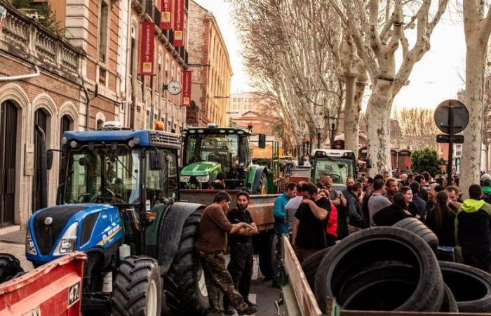 Angry farmers: “Prepare your bins filled with plants”, the mobilization resumes this Tuesday, November 26 in the Pyrénées-Orientales