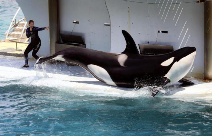 The orcas held at the Marineland park in Antibes have been the subject of a request for transfer to Japan