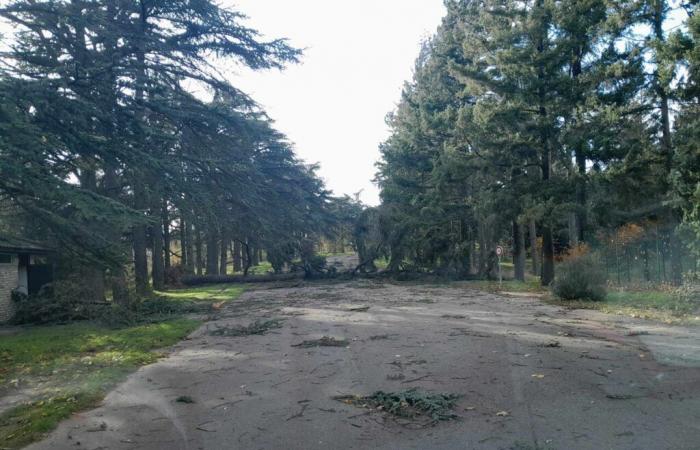 dozens of trees uprooted by violent winds in this park