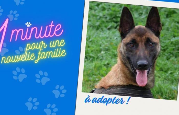 Valou the Malinois is looking for a sporty and available family