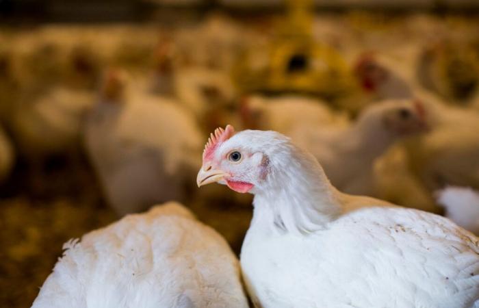 The return of avian flu worries poultry farmers