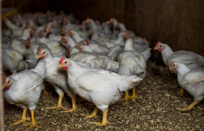 The return of avian flu worries poultry farmers