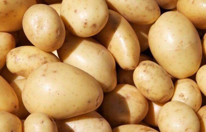 Frozen fries sold in Quebec: the “potato cartel” accused of fixing prices