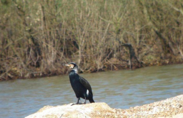 the prefect authorizes targeted shooting against great cormorants, the scourge of fish farmers in Brenne