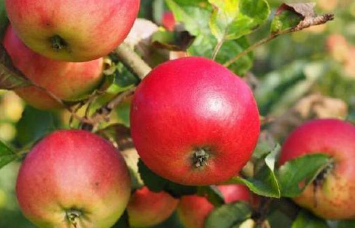 Sefrou: an emerging center of apple cultivation