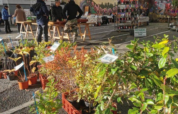 The Sainte-Catherine fair is still a hit in Auch with the Foyers rural du Gers