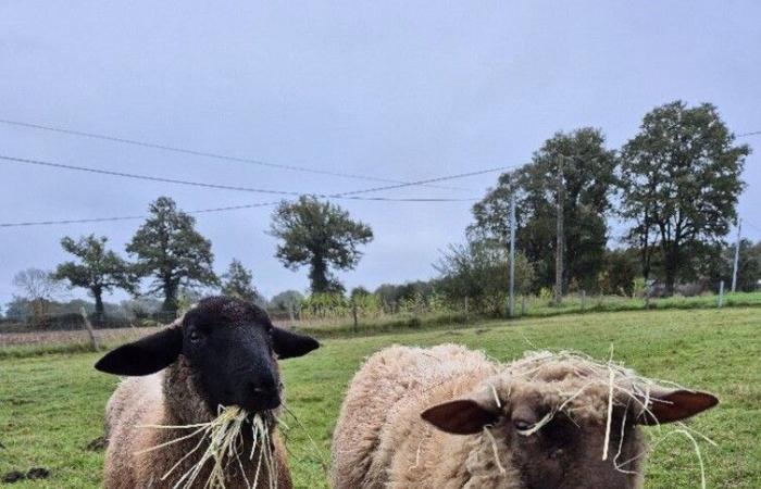 after the theft of her sheep, she calls for witnesses