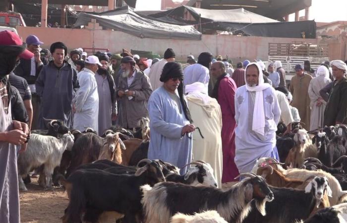 Colors, sounds and scents: Souk Amhirich, an unmissable destination to discover in Guelmim