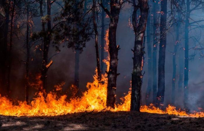 The Cantabria Forest Fire Fighting Plan will be endowed with more than 8.4 million in 2025